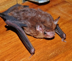 Balantiopteryx io