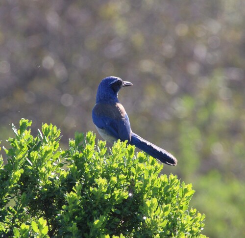 iNaturalist observation photo of California Scrub-Jay