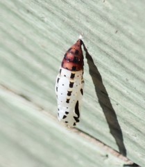 Chlosyne definita