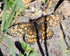 Chlosyne definita