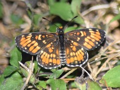 Chlosyne definita