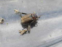 Strigoderma arbicola