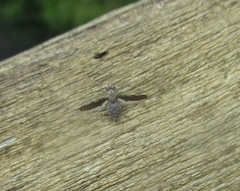 Callopistromyia strigula