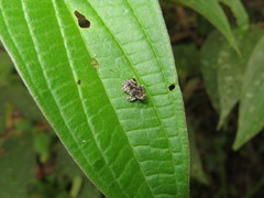 Peridinetus latiusculus