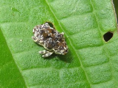 Peridinetus latiusculus