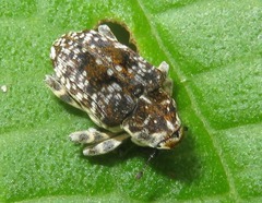 Peridinetus latiusculus