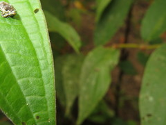 Peridinetus latiusculus