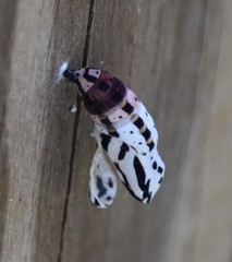 Chlosyne definita