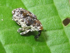 Peridinetus latiusculus