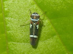 Macugonalia leucomelas