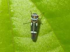 Macugonalia leucomelas