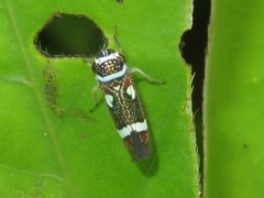 Macugonalia leucomelas