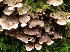 Steccherinum bourdotii