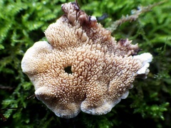 Steccherinum bourdotii