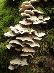 Steccherinum bourdotii