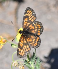 Chlosyne definita