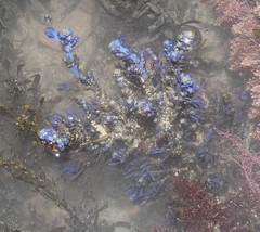 Ericaria selaginoides