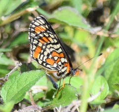 Chlosyne definita