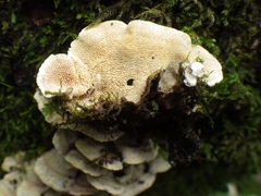 Steccherinum bourdotii