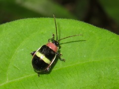Asphaera abendrothi