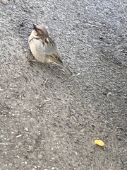 Passer domesticus