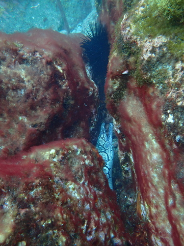 Enchelycore ramosa observed 2026-02-05