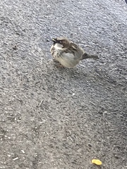 Passer domesticus