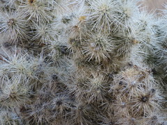 Cylindropuntieae