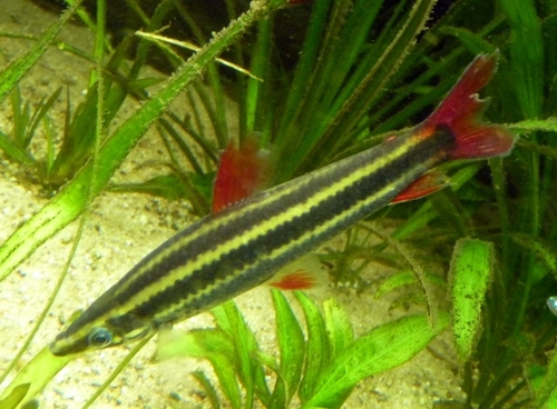 Striped anastomus (Anostomus anostomus) — Anostomidae — 4