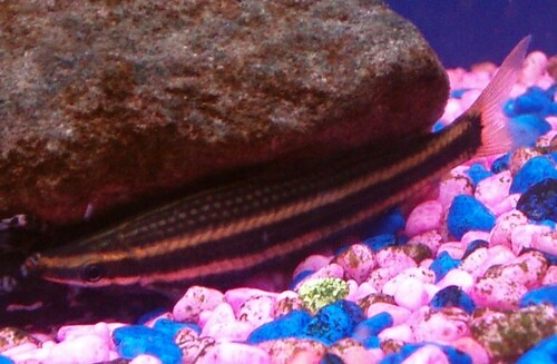 Ternetz's anostomus (Anostomus ternetzi) — Anostomidae — 4