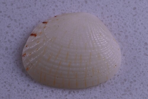 Gafrarium dispar observed 2026-02-09