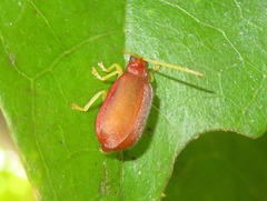 Caraguata romani