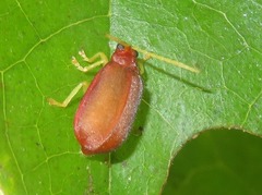 Caraguata romani
