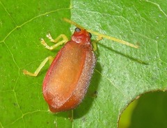 Caraguata romani