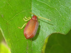 Caraguata romani