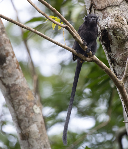 Eastern Black-handed Tamarin