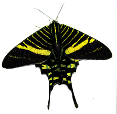 Urania fulgens