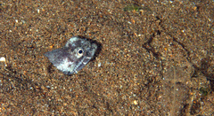 Brachysomophis crocodilinus