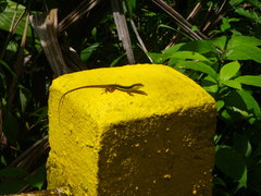 Anolis pulchellus