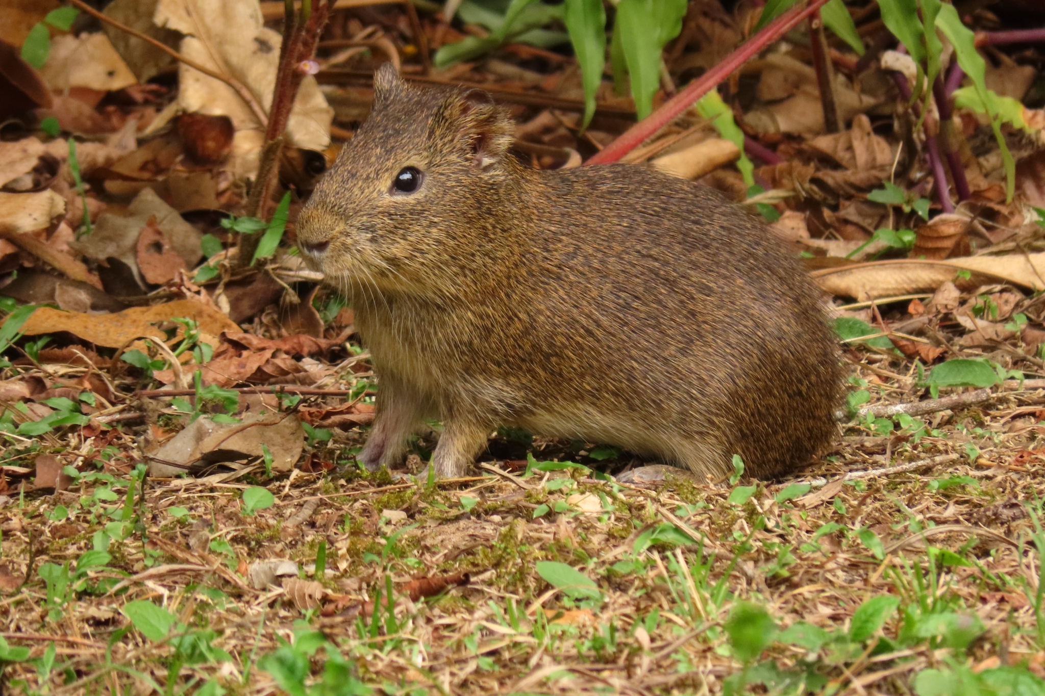 Brazilian Guinea Pig (Cavia aperea) · iNaturalist