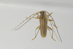 Leptachrous strigipennis
