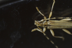 Leptachrous strigipennis
