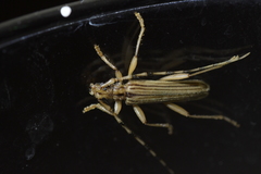 Leptachrous strigipennis