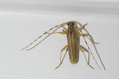 Leptachrous strigipennis