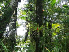 Guzmania berteroniana