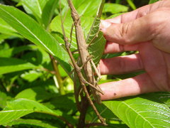 Lamponius portoricensis