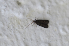 Lecithocera micromela