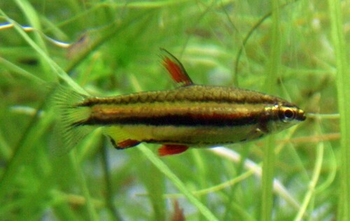 Threebanded pencilfish (Nannostomus trifasciatus) — Lebiasinidae — 4