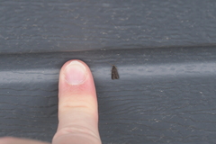 Lecithocera micromela