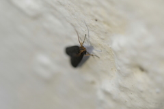 Lecithocera micromela